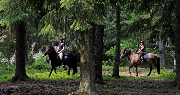 Ponyreiten und Pferde in Småland
